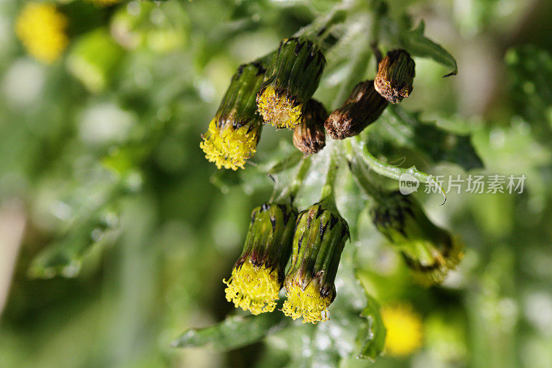 groundsel Senecio vulgaris的黄色头状花